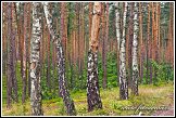 Břízy rostoucí v borovém lese u obce Roztoka, Kampinoský národní park, Kampinoski Park Narodowy, Polsko