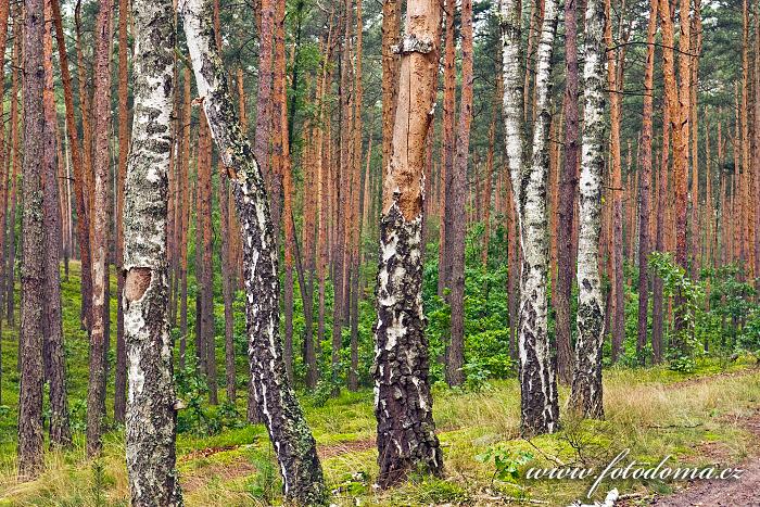 Fotka Břízy rostoucí v borovém lese u obce Roztoka, Kampinoski národní park