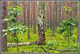 Mrtvá bříza a mladé duby v borovém lese u obce Roztoka, Kampinoský národní park, Kampinoski Park Narodowy, Polsko