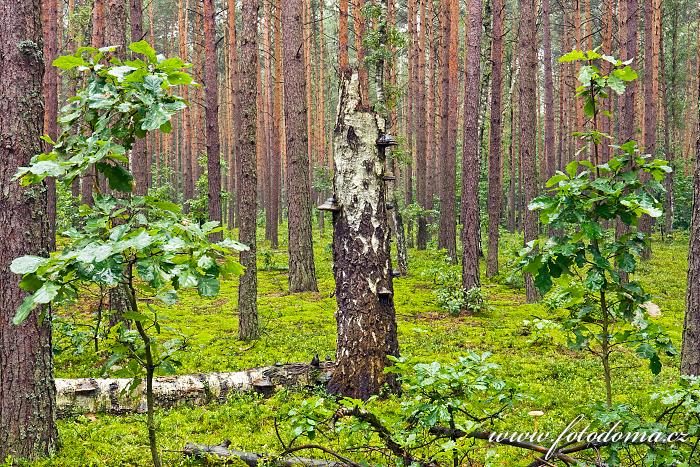 Fotka Mrtvá bříza a mladé duby v borovém lese u obce Roztoka, Kampinoski národní park