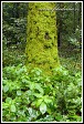 Netýkavka malokvětá, Impatiens parviflora, v lese u obce Roztoka, Kampinoský národní park, Kampinoski Park Narodowy, Polsko