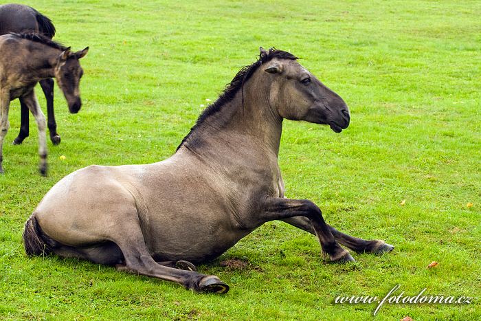 Fotka Polský konik, Equus ferus caballus Konik