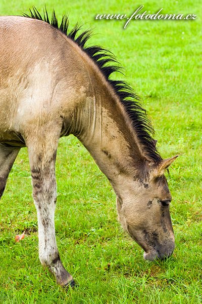 Polský konik