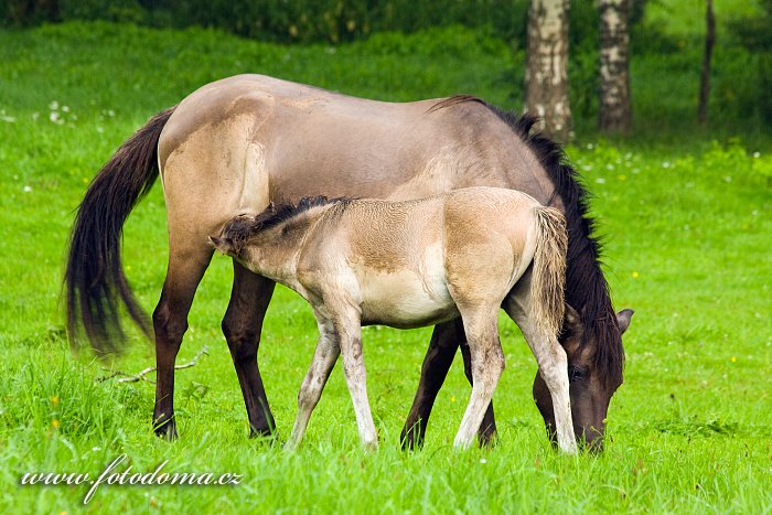 Fotka Polský konik, Equus ferus caballus Konik