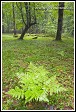 Kapradí, Bělověžský prales, Bělověžský národní park, Białowieski Park Narodowy, Polsko