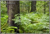 Kapradí, Bělověžský prales, Bělověžský národní park, Białowieski Park Narodowy, Polsko