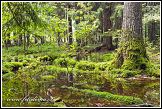 Bělověžský prales, Bělověžský národní park, Białowieski Park Narodowy, Polsko