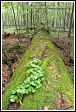 Šťavel kyselý, Oxalis acetosella, Bělověžský prales, Bělověžský národní park, Białowieski Park Narodowy, Polsko