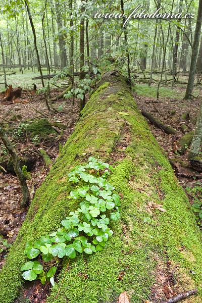 Fotka Šťavel kyselý, Oxalis acetosella, Bělověžský prales, Polsko