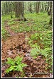 Kapradí, Bělověžský prales, Bělověžský národní park, Białowieski Park Narodowy, Polsko