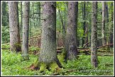 Bělověžský prales, Bělověžský národní park, Białowieski Park Narodowy, Polsko