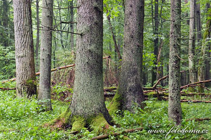 Fotka Bělověžský prales, Polsko