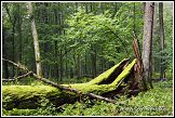 Bělověžský prales, Bělověžský národní park, Białowieski Park Narodowy, Polsko