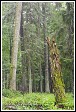 Bělověžský prales, Bělověžský národní park, Białowieski Park Narodowy, Polsko