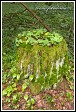 Šťavel kyselý, Oxalis acetosella, Bělověžský prales, Bělověžský národní park, Białowieski Park Narodowy, Polsko