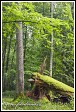 Bělověžský prales, Bělověžský národní park, Białowieski Park Narodowy, Polsko