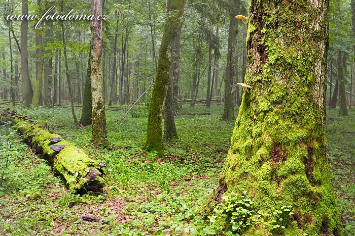 Fotka Bělověžský prales, Polsko