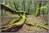 Bělověžský prales, Bělověžský národní park, Białowieski Park Narodowy, Polsko