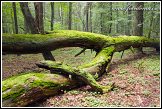 Białowieski Park Narodowy