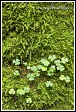 Šťavel kyselý, Oxalis acetosella, Bělověžský prales, Bělověžský národní park, Białowieski Park Narodowy, Polsko