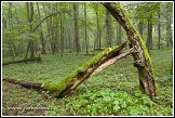 Bělověžský prales, Bělověžský národní park, Białowieski Park Narodowy, Polsko