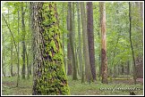 Bělověžský prales, Bělověžský národní park, Białowieski Park Narodowy, Polsko