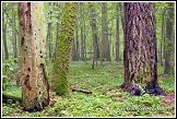 Bělověžský prales, Bělověžský národní park, Białowieski Park Narodowy, Polsko