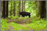 Zubr evrpský, Bison bonasus, Bělověžský prales, Bělověžský národní park, Białowieski Park Narodowy, Polsko