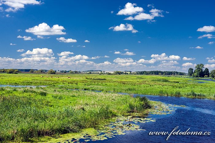 Fotka Řeka Narew u města Lapy, Narwianski národní park, Polsko