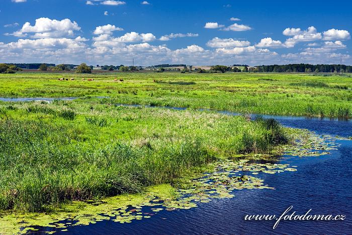 Fotka Řeka Narew u města Lapy, Narwianski národní park, Polsko