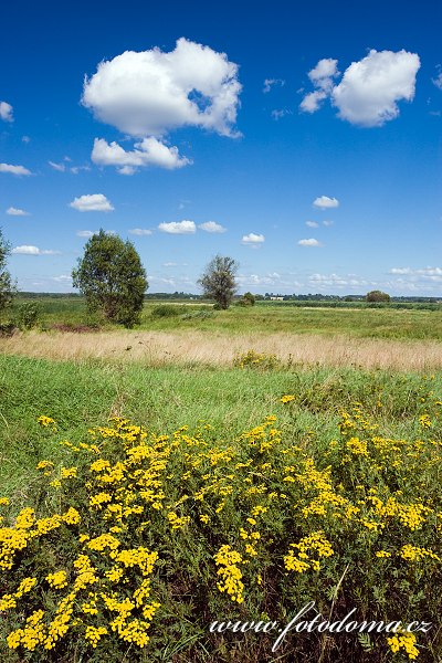 Fotka Vratič obecný u vesnice Bokiny, Narwianski národní park, Polsko