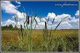 Orobinec širokolistý, Typha latifolia, Grobla Honczarowska, bažiny Bagno Lawki, Biebrzanski národní park, Biebrzanski Park Narodowy, Polsko