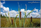 Orobinec širokolistý, Typha latifolia, Grobla Honczarowska, bažiny Bagno Lawki, Biebrzanski národní park, Biebrzanski Park Narodowy, Polsko