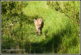 Liška obecná, Vulpes vulpes, Bažiny Bagno Podlaskie, Biebrzanski národní park, Biebrzanski Park Narodowy, Polsko