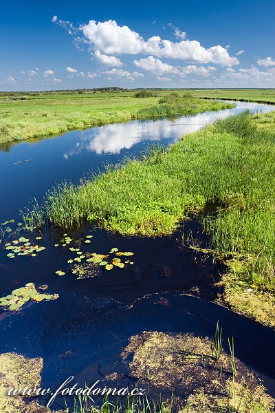 Fotka Řeka Biebrza u Dolistowo Stare, Biebrzanski národní park, Polsko