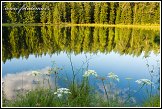 Okolíky u jezera Suchar Rzepiskowy, Wigierski Park Narodowy, Wigierski národní park, Polsko