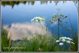 Okolíky u jezera Suchar Rzepiskowy, Wigierski Park Narodowy, Wigierski národní park, Polsko