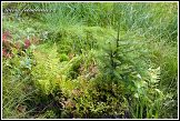 Přírodní zátiší u jezera Suchar Rzepiskowy, Wigierski Park Narodowy, Wigierski národní park, Polsko