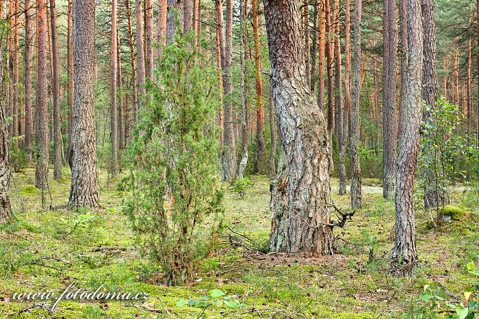 Fotka Les poblíž obce Roduka, Národní park Dzūkijos, Litva