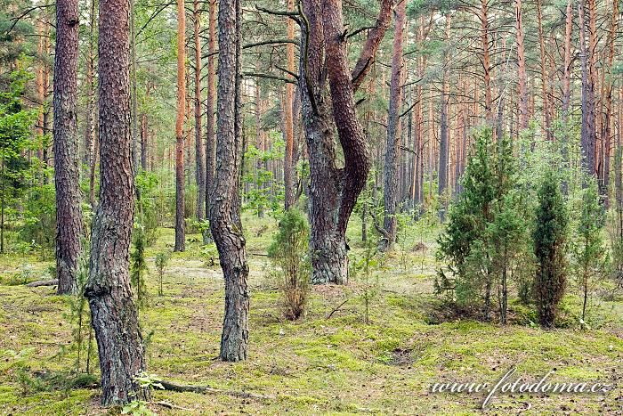 Fotka Les poblíž obce Roduka, Národní park Dzūkijos, Litva