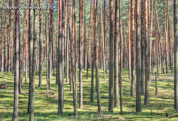 Fotka Les v národní přírodní rezervaci Čepkeliai, Litva