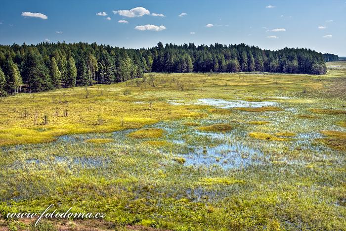 Fotka Močál v národní přírodní rezervaci Čepkeliai, Litva
