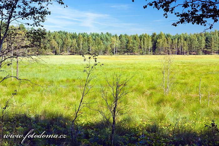 Fotka Národní přírodní rezervace Čepkeliai, Litva