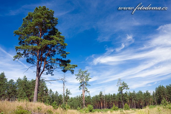 Fotka Národní přírodní rezervace Čepkeliai, Litva