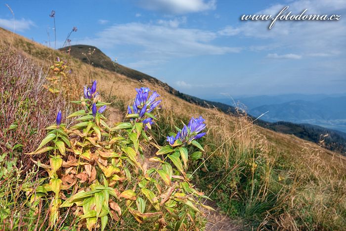 Fotka Hořec tolitovitý v sedle Bublen, Národní park Malá Fatra, Slovensko