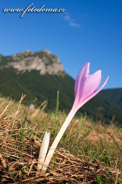 Fotka Ocún jesenní a Veľký Rozsutec, Národní park Malá Fatra, Slovensko