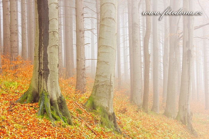 Podzimní bukový les, Zlaté Hory