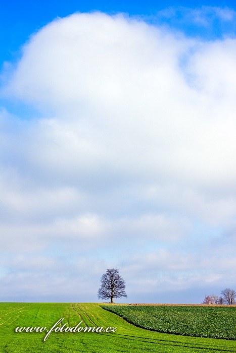 Krajina se stromem, Petrovičky, Velké Petrovice, okres Náchod, Královéhradecký kraj, Česká republika