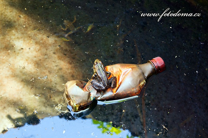 Žába (skokan) na plastové láhvi