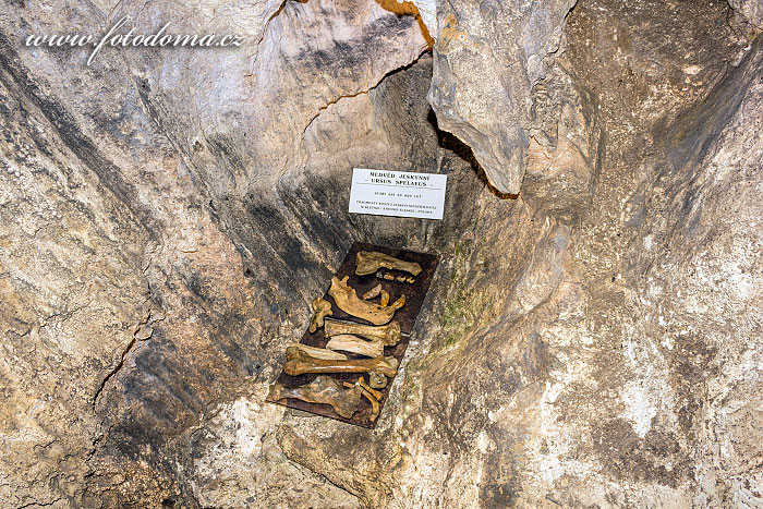 Fotka Pozůstatky jeskynního medvěda v jeskyni na Špičáku